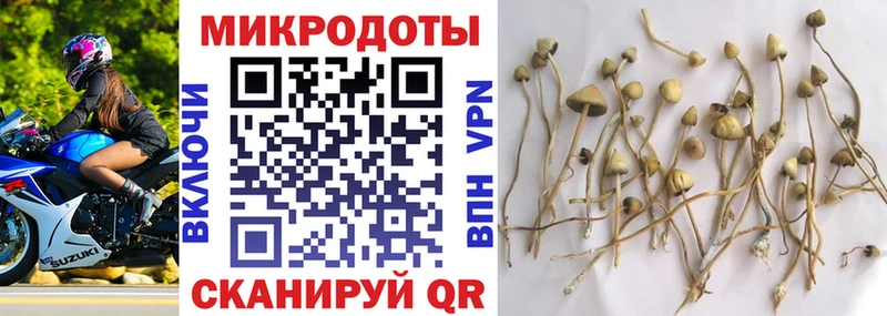 Галлюциногенные грибы Psilocybe  Камышлов 