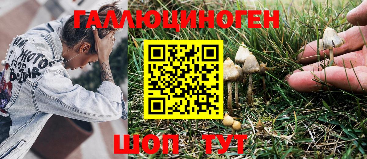 дарнет шоп  Вход с VPN  Камышлов  Галлюциногенные грибы Psilocybine cubensis 